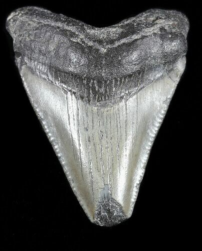 Juvenile Megalodon Tooth - South Carolina #54183